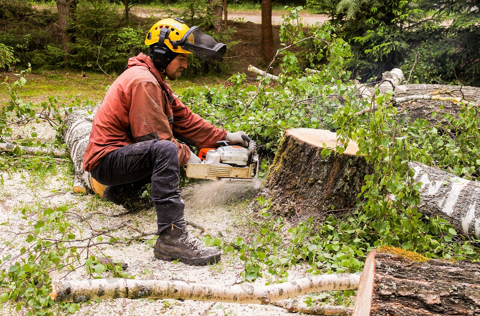 Bendigo Tree Removal