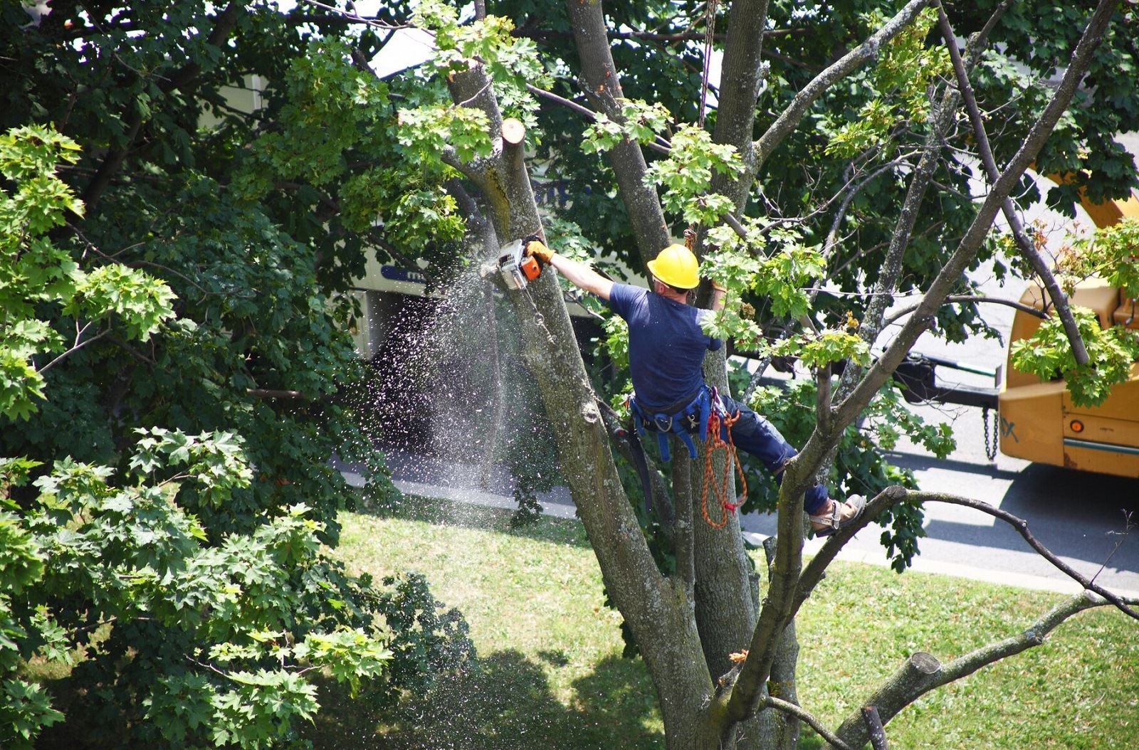 Best Tree Services