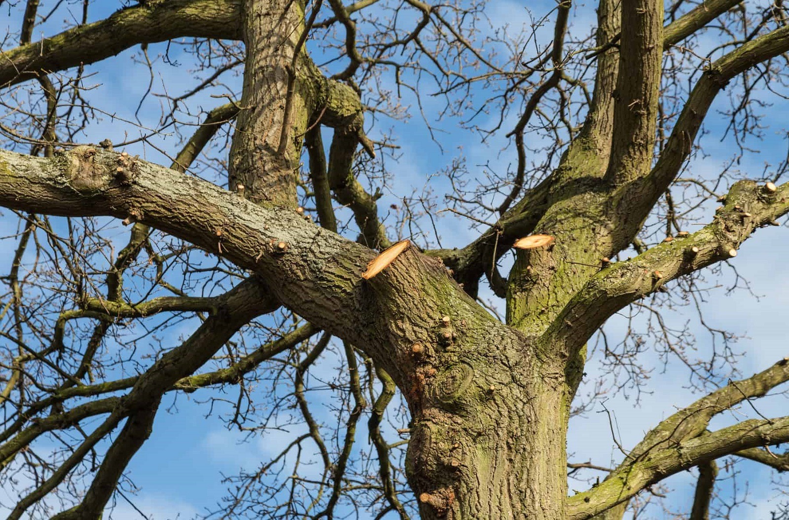 Service Arborist Task