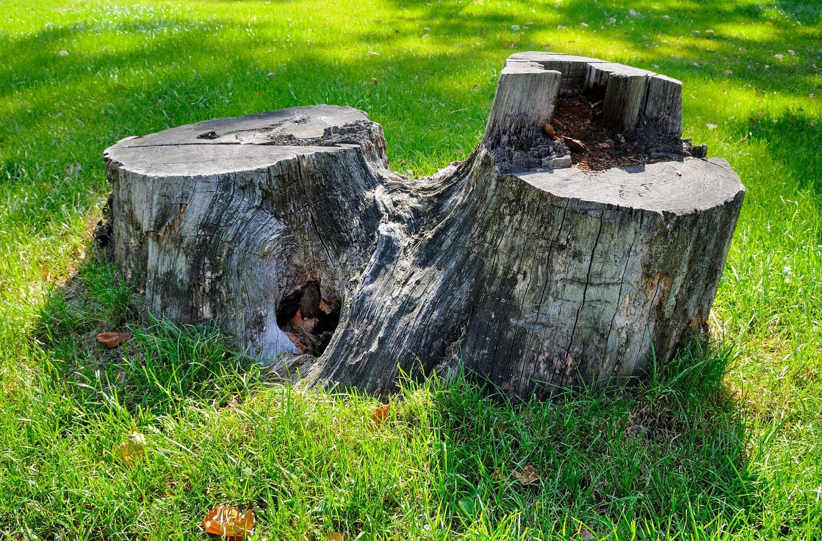 Service Stump Removal