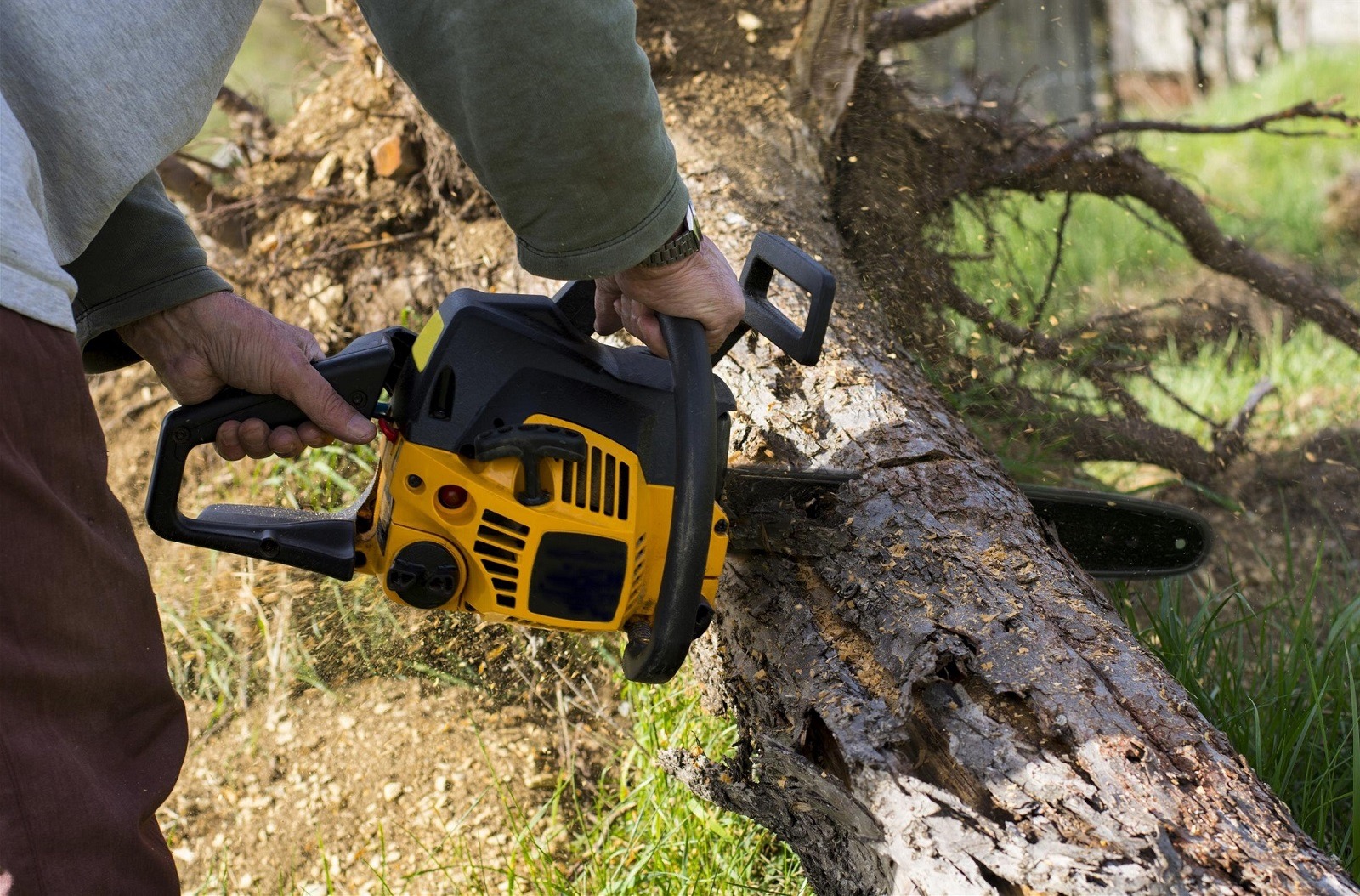 Service Tree Lopping