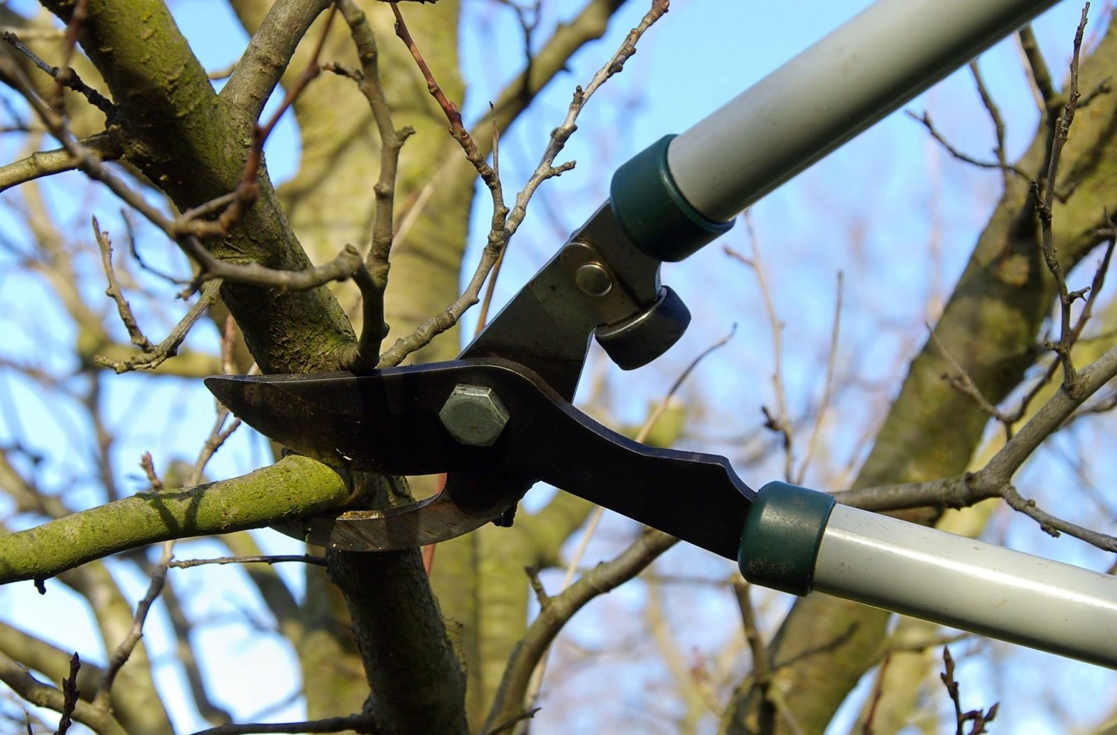 Service Tree Pruning