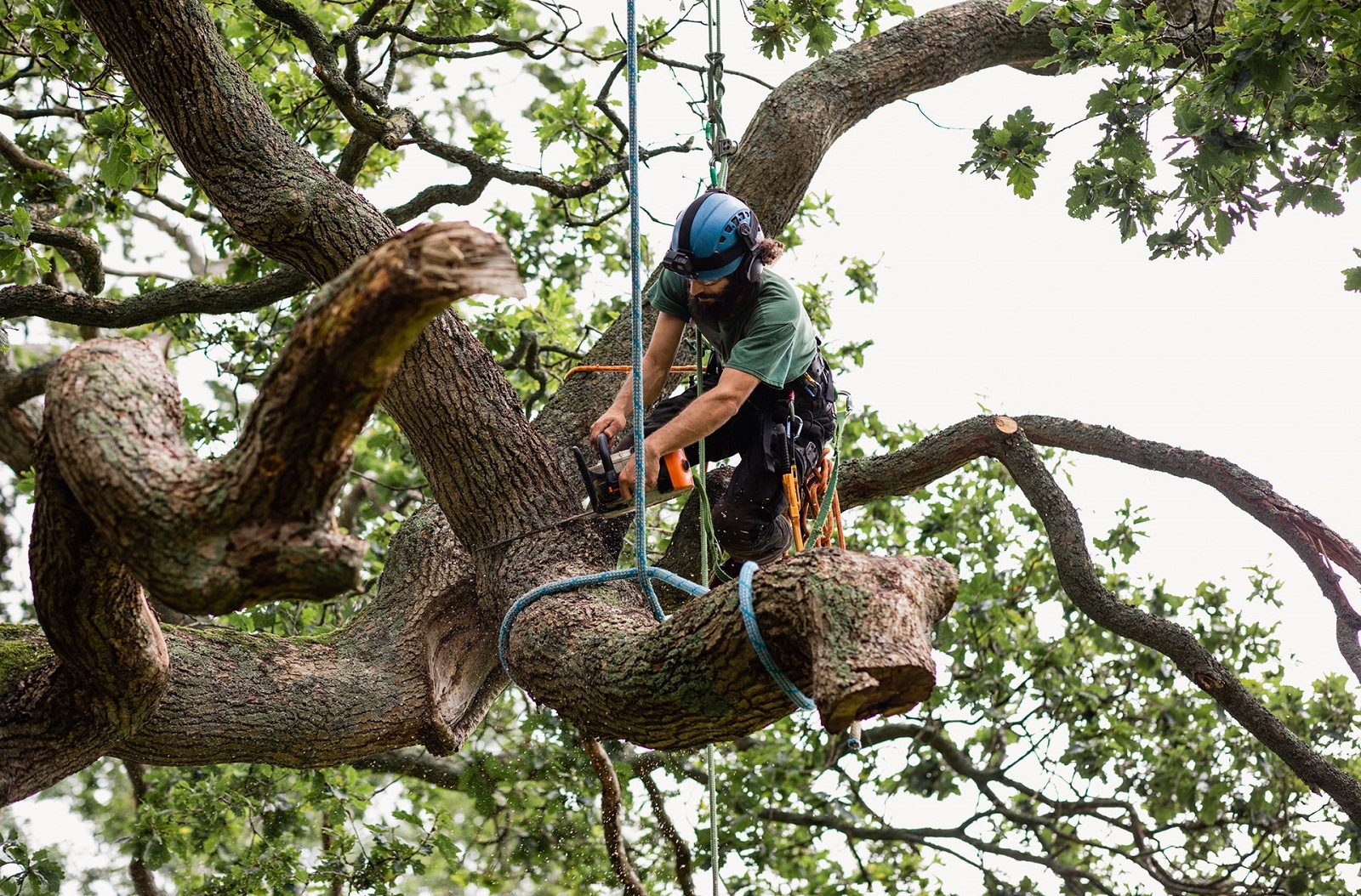 Service Tree Trimming