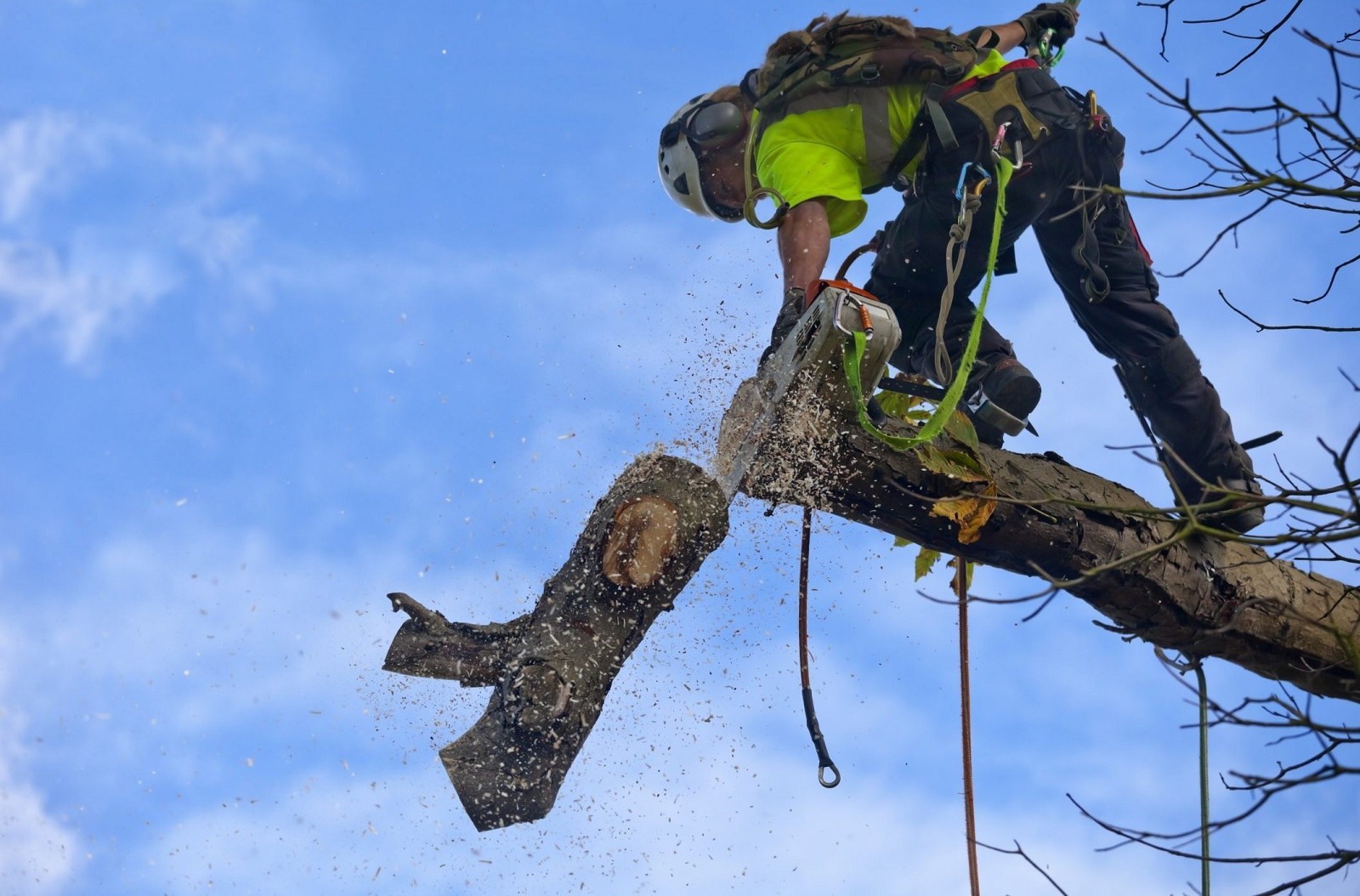 Tree Removal Company
